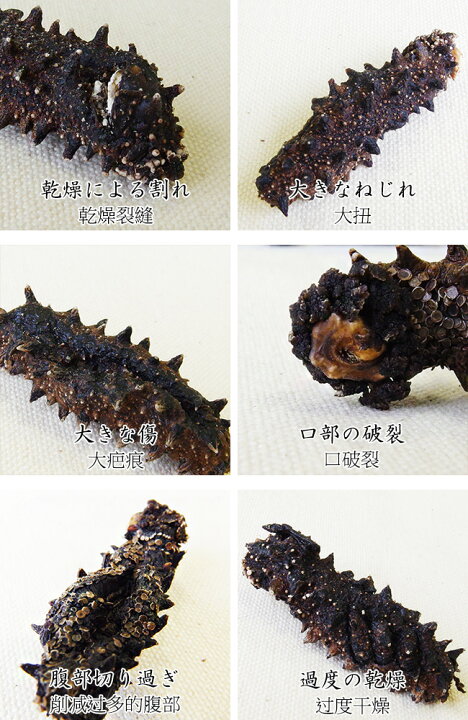 楽天市場】乾燥ナマコB級品1kg化粧箱入り【Bランク】北海道産乾燥 