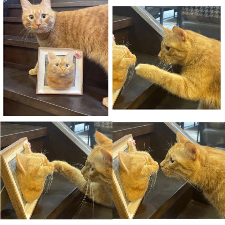 楽天市場】【動画あり】羊毛フェルト オーダーメイド 超リアル 猫 愛犬 