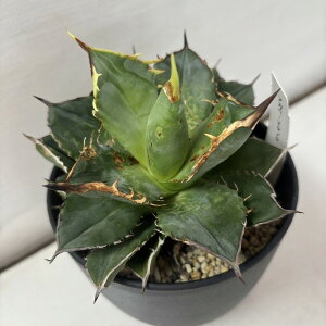 AKx `^m^ h A 4 CeAO[ AA v[g A