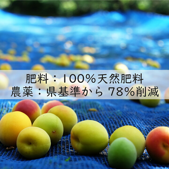 楽天市場】無添加 送料無料 梅干し[訳あり つぶれ梅] 500g 農薬7割削減 