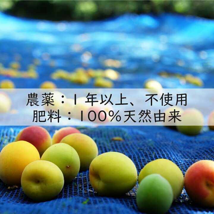 楽天市場】無農薬 送料無料 訳あり つぶれ梅 梅干し 紀州南高梅 減塩梅 