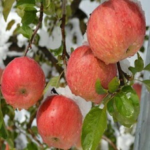 MBY _򖳑܍͔| TӂƗpN2.7`3kgi5`14ʁjyiꕔn͗LjznJn1125炲ɏJn\@ 󂠂EƗpEMt