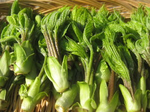 �t�̖��o�I �{�̓V�R�R�؂̏��� �u�R�V�A�u�� �������T�C�Y ��100g�v ��3�`6�l�O�̂Ă�Ղ炪�ł��܂��I�y���������i�ꕔ�n��͗L���j�z