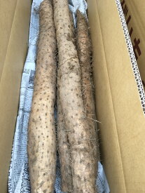 信州の春の味覚！ 特産・春堀り長芋　中級ランク 贈答＆自家用向き 約2.5〜3kg 2〜10本入り 冬の厳しい寒さを地中で過ごし、旨味と栄養分を蓄えて、春3月頃から収穫開始！【送料無料（一部地域は有料）】