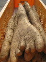 業務用にもおすすめです！信州の春の味覚！特産・春堀り長芋　【訳あり】家庭用向き 4〜20本入り 約9.5〜10kg箱入り　…