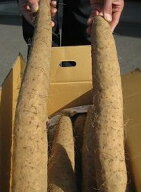 信州の春の味覚！ 特産・春堀り長芋　中級ランク 贈答＆自家用向き 約9.5〜10kg 6〜22本入り 冬の厳しい…