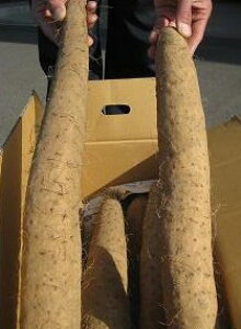 MB̏t̖oI YEtx蒷@N Ɨp 9.5`10kg 6`12{ ~̌nŉ߂A|Ɖh{~āAt3nJnIyiꕔ