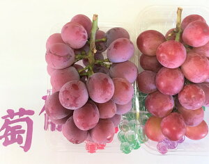 信州産 露地栽培「幻の赤系大粒ぶどう」 クインニーナ 中級ランク(ちょっと訳あり)約1〜1.2kg前後(2〜3房入り)【送料無料(一部地域は有料)】