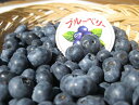 予約受付中！長野県産 「生ブルーベリー 約2kg箱」【送料無料（一部地域は有料）】化学農薬不使用（結果期間中）生食…