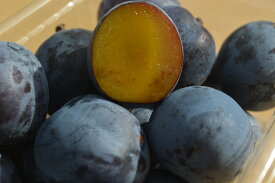 長野県産 減農薬栽培で生食や加工品にも最適な「生プルーン 自家用ランク 約1.8〜2kg箱」【送料無料（一部地域は有料）】ミネラルたっぷりのヘルシーフルーツを日本一のプルーン産地から直送！