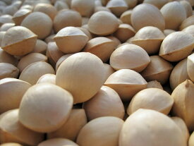 スタミナ食材と言えばコレ！2025年秋収穫 信州産　「天然・殻付き銀杏」 約1kg（バラ詰め・サイズ大小込み）【送料無料（一部地域は有料）】