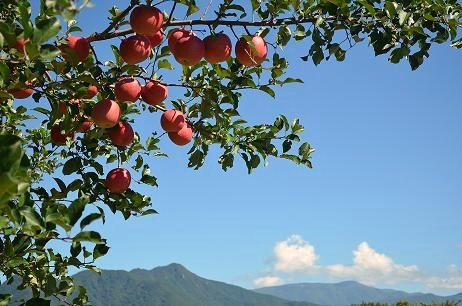 長野県産りんご100％　ストレートすりおろしりんごジュース　1Ｌ×3本入　箱　濃縮還元のリンゴジュースとはまるで違う美味しさです。りんご本来の味が楽しめる本格ストレート混濁タイプのジュースです。