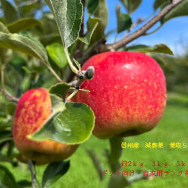 信州産 春の蔵出し 奥州ロマン 自家用 約2.7〜3kg