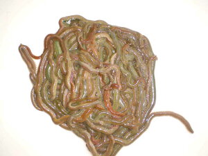 yނazyaz1kg@yC\z