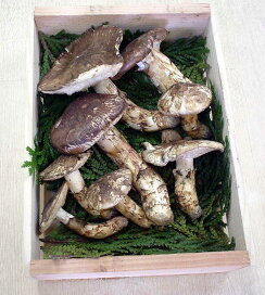 楽天市場】 まつたけ > 能登産 > 能登松茸 通称 のとまつ お買い得品 