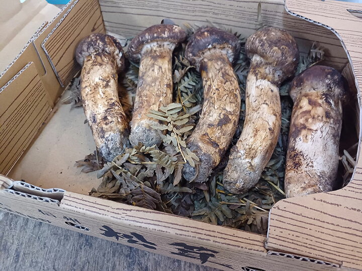 楽天市場】1点もの 長野県産 松茸 約300g 5本 25500円 9/13 