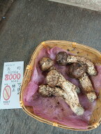 8年9月28日入荷　長野県産　松茸　約200g　8000円　つぼみ　状態よい