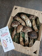 8年9月28日入荷　長野県産　松茸　約400g　15000円　つぼみ　状態よい