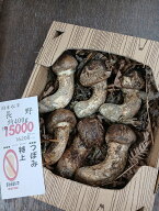 8年9月28日入荷　長野県産　松茸　約400g　15000円　つぼみ　状態よい