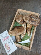 8年10月16日入荷　石川県産　松茸　約430g　25000円　ひらき　穴あり　ご家庭用