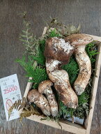 8年10月16日入荷　岐阜県産　松茸　約300g　25000円　つぼみ　形悪　ご家庭用