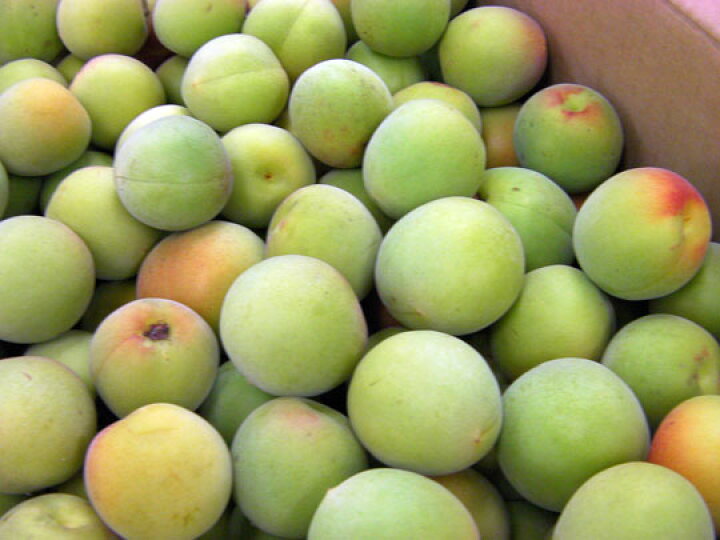 楽天市場 産直 石川県 梅 ジャム用 B品の梅 品種 石川一号など 1kg少し傷みがある場合があります 近江町北形青果