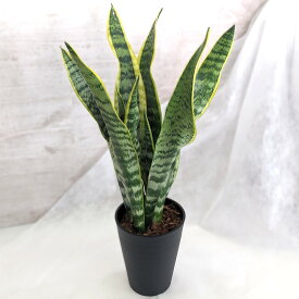 【観葉植物】 サンセベリア 空気浄化 サンスベリア 観葉 植物 5号鉢 70cm プラスチック鉢 インテリアグリーン 観葉植物 空気清浄 初心者 丈夫 育てやすい観葉植物 インテリア グリーン 室内 スタイリッシュ おしゃれ お祝い 鉢植え 開店祝い 新築祝い 引っ越し祝い