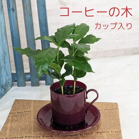 コーヒーの木 カップ入り【観葉植物】 コーヒー ミニ観葉 植物 3号鉢 25cm インドアグリーン インテリアグリーン 卓上 コンパクト 観葉植物 かわいい インテリア グリーン 室内 育てやすい おしゃれ 玄関 室内用 父の日 お祝い 開店祝い 新築祝い 引っ越し祝い 送料無料