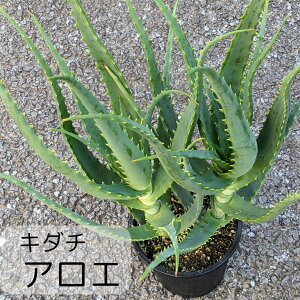 L_`AG ؗ yAGz A 5 ChAO[ CeAO[ ϗtA Ch CeA O[  O Ă₷   p ̓ j 
