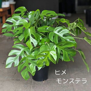 菤i qXeyϗtAz ϗtA 7 vX`bN 60cm ChA S Ă₷ϗt t 킢 qX  CeAO[ ϗt A PX