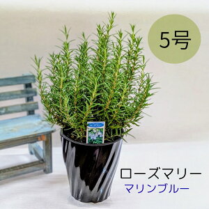 [Y}[ }u[yAzn[u c 5  A h Ԗ   K[fjO ƒ؉ A Ϗܗp  n[ueB[ A} h 悯 F  