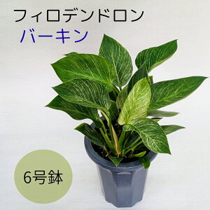 yϗtAztBfhEo[L 6 50cm A ϗt XgCv  t 蕨 Mtg  vX`bN CeA ChA O[  Ă₷ o[