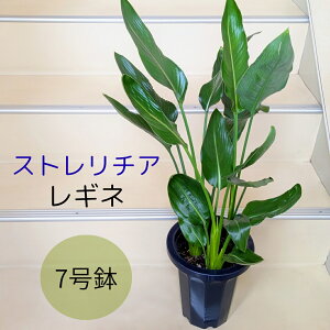 yϗtAzXg`A Ml 7  ϗt A A  CeAO[ gsJ vc 썑 ][gCeA ϗt ɊyԃCeA  _ C