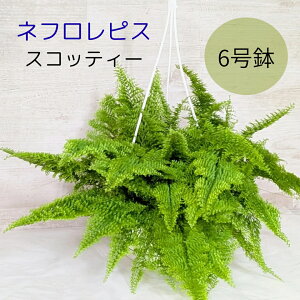 ltsX XRbeB[yϗtAz CeAO[ ݂艺 ϗt  V_ A CeA  ChA O[  ݂蔫 nMO vX`bN A XR