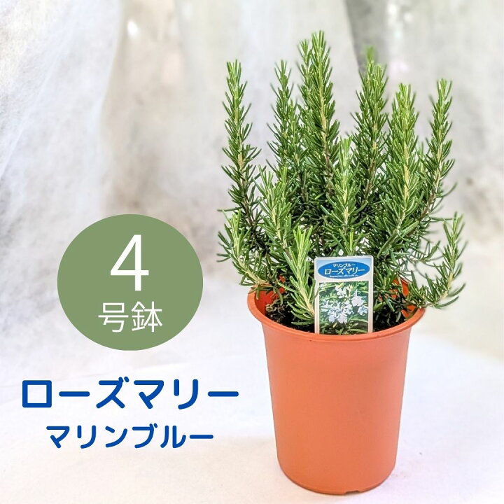 楽天市場】ローズマリー マリンブルー【鉢植え】ハーブ 苗 鉢植え 4号 