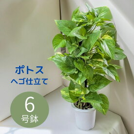 ポトス ヘゴ仕立て 【観葉植物】 6号鉢 観葉 ギフト プレゼント 送料無料 ヘゴ 支柱 プラスチック鉢 インテリアグリーン インテリア おしゃれ インドア グリーン 新築祝い 室内 観葉 植物 引っ越し祝い 初心者 丈夫 育てやすい お祝い 誕生日 開店祝い ヘゴ棒 ヘゴ支柱