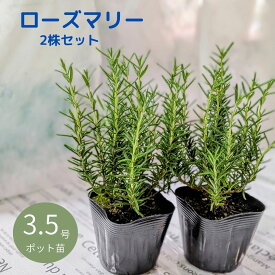 ローズマリー 【ハーブ 苗】鉢植え 3.5号 ポット 苗 2株セット おしゃれ 小さい 苗 セット ローズマリー ハーブ 宿根 花木 立性 ガーデニング 家庭菜園 庭植え虫除け 苗 ローズマリー 2個 苗木 ポット苗 芳香 観賞 食用 料理 ハーブティー アロマ 防虫 虫よけ 香り