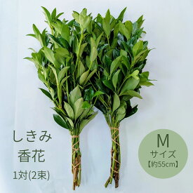 しきみ 香花 シキビ 樒 【Mサイズ 1対】 切花 生花 2束 55cm 1対 束 枝 お供え 御盆 新盆 初盆 仏壇 墓地 お墓 仏前 葉 法事 法要 四十九日 一周忌 お悔やみ 三回忌お供え お墓参り 春 お彼岸 お盆 命日 御供 葉っぱ おしきみ