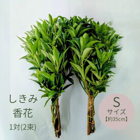 しきみ 香花 シキビ 樒【Sサイズ 1対 】 切花 生花 2束 35cm お供え 御盆 新盆 初盆 仏壇 墓地 お墓 葉 仏前 仏花 法事 法要 四十九日 墓地 仏壇 お悔やみ 三回忌お供え お墓参り お彼岸 お盆 おしきみ 葉っぱ 枝 束 命日 御供