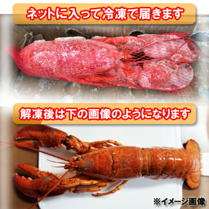 楽天市場】ロブスター 送料無料 ボイル ロブスター 5尾 ( 1尾 400g 