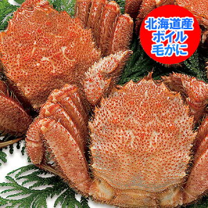 けがに 北海道産 毛蟹 送料無料 毛ガニ 特大 浜茹で毛がに 1kg ( 1000 g )×2尾 魚介類 水産加工品 カニ タグ付き