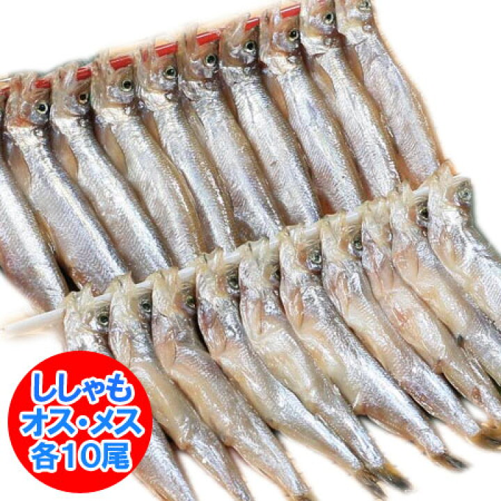 楽天市場 北海道 本ししゃも 送料無料 北海道産 本シシャモ 本場 北海道の ししゃも オス10尾 メス10尾 ギフト 贈答品 北海道 ポイント きた蔵の畑