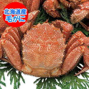 北海道 毛ガニ 送料無料 浜茹で けがに ボイル 毛がに 北海道産 毛蟹 けがに 1尾 440g 魚介類 水産加工品 カニ / かに / 蟹 毛ガニ タグ付き