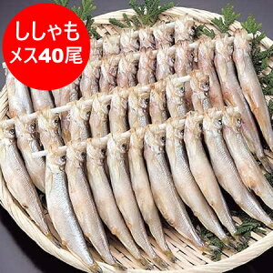   X kC q  kCY { VV X 40 ( 20×2 )   YHi VV t