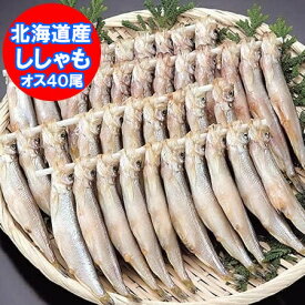 随時発送中 北海道 ししゃも 送料無料 ししゃも オス 北海道産 ししゃも 本ししゃも シシャモ オス 40尾 箱入り 魚介類 水産加工品 シシャモ 柳葉魚