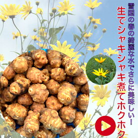 【北海道の石狩直送 土付き 初堀り生菊芋】今のご注文分は11月中旬~順次発送 石狩のみらい畑 キクイモ研究会 イキイキ 野生栽培 生菊芋1kg 菊芋の収穫時期 菊芋 無農薬 菊芋 イヌリン 菊芋スープ オーガニック 菊芋 ポタージュ キクイモ きくいも 菊芋 種芋