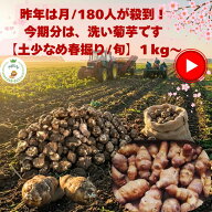 大人気 【北海道の石狩直送 春堀り洗い生菊芋】ご注文分は4月中旬~順次発送 石狩のみらい畑 キクイモ研究…