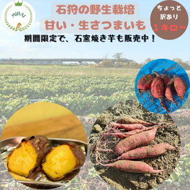 【石狩農場・工房直送】数量限定品 1・石窯焼き芋新発売 2・生サツマイモ 石狩の農場から直送 今のご注文分は、7月下旬から順次発送 ちょっと訳あり 新！野生栽培のパワーで、甘くて美味しい！さつまいも 生さつまいも　さつまいも 訳あり　種類 紅はるか みらい畑