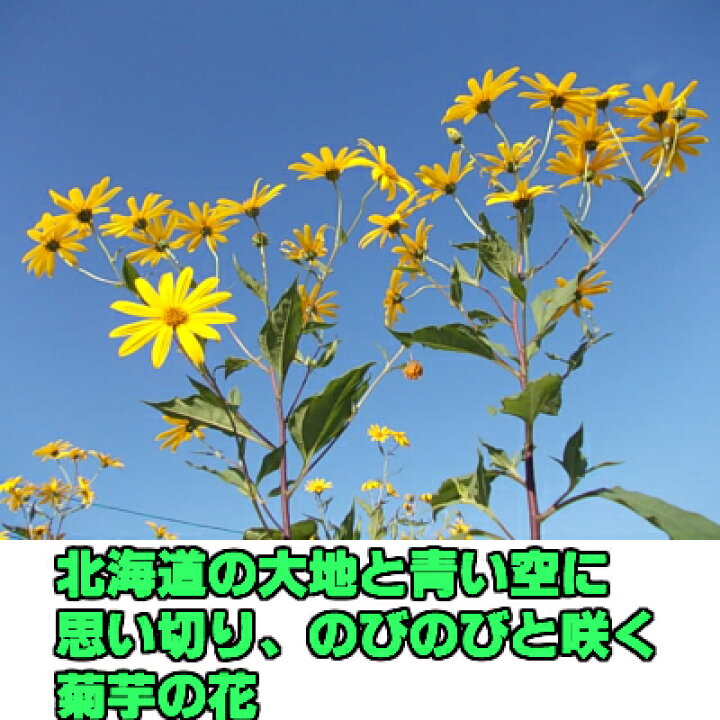 楽天市場 今日から数値は気にしない すぐ腸活 北海道 有機の黄金のパウダー美味しい 300ｇ 濃さが違う きくいも 菊芋粉末 キクイモ そのまま食べられる 菊芋スープ 菊いもパウダー イヌリン スーパーフード 有機 無農薬 ダイエット食品 菊芋チップス 菊芋ポタージュ