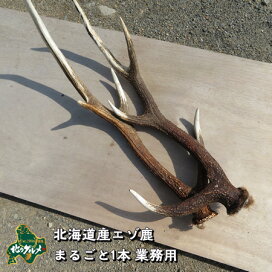 楽天市場】 ディアホーン（鹿の角） : エゾ鹿肉専門店北のグルメ